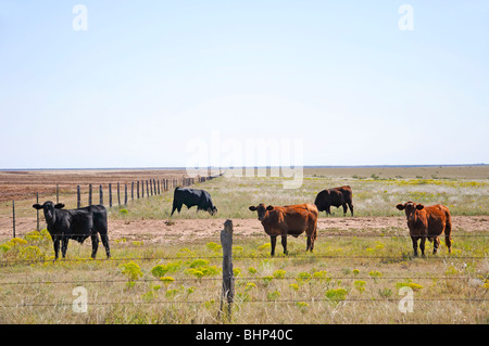 Auf Hochebenen Texas Ranch Stockfoto