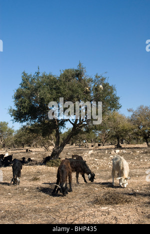 Ziegen in einer Arganbaum (Argania Spinosa), ernähren sich von Blättern und Früchten stehen. Marrakech-Tensift-El Haouz Region, Marokko. Stockfoto
