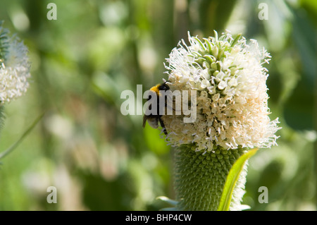 Hummel (Bombus) sammeln von Pollen von einer wilden Karde (Dipsacus). Bei genauerem Hinsehen Pollen deutlich auf die Biene zu sehen Stockfoto