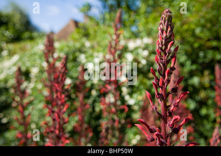 Des Teufels Tabakanbau (Lobelia Tupa) in einem Garten Grenze Stockfoto