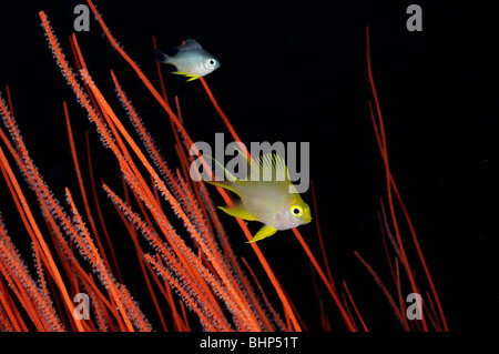 Goldener Riffbarsch in Rote Peitsche Korallen, Pemuteran, Deep Reef, Bali Stockfoto