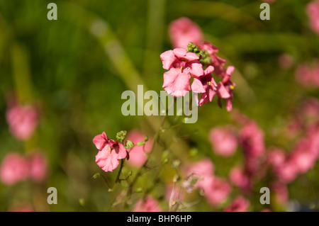 Diascia, Ruby Field (Scrophulariaceae) wächst in einem Garten Grenze Stockfoto