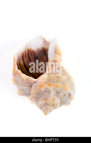 Kanalisierte Wellhornschnecke Spirale Schale isoliert auf weißem Hintergrund Stockfoto