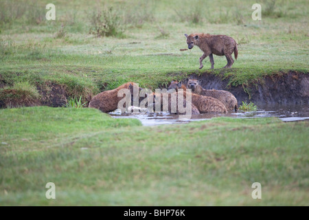 Ein Clan der Tüpfelhyänen (Crocuta Crocuta) Fütterung auf einen Kadaver in einem Bach in der Ngorongoro Crater, Tansania Stockfoto