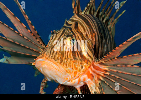 Pterois Volitans, gemeinsame Rotfeuerfische, rote Feuerfische, Gilimanuk, Secret Bay, Indo-Pazifischen Ozean, Bali, Indonesien Stockfoto