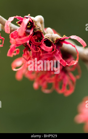 Nahaufnahme von Hamamelis x intermedia "Diana" - Hybrid-Zaubernuss - in voller Blüte im winter Stockfoto