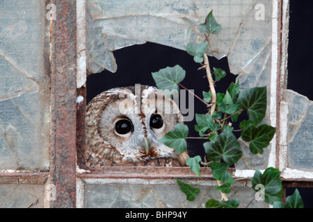 Tawny Eule, Strix Aluco, einziger Vogel in altes Eisen und Glasfenster gefangene Vogel in Gloucestershire, winter 2010 Stockfoto