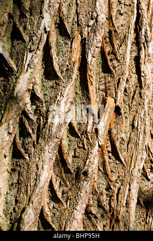 Nahaufnahme von Sweet Chestnut, Castanea Sativa Baumrinde im Westonbirt Arboretum in der Nähe von Tetbury Stockfoto