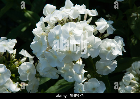 Phlox (Phlox Paniculata) White Admiral wächst in einem sonnigen Garten Grenze (Herde) Stockfoto