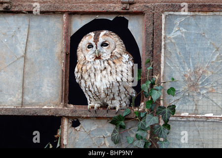 Tawny Eule, Strix Aluco, einziger Vogel in altes Eisen und Glasfenster gefangene Vogel in Gloucestershire, winter 2010 Stockfoto