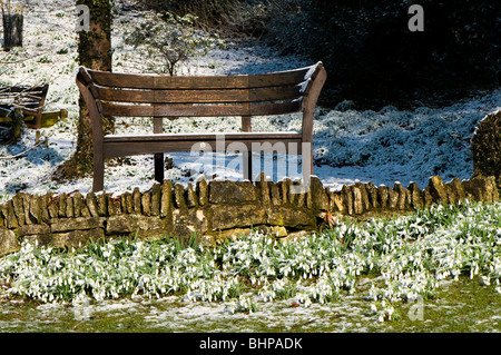 Schneeglöckchen, Galanthus und einer Bank am Painswick Rokoko-Garten in Cotswolds im Schnee Stockfoto