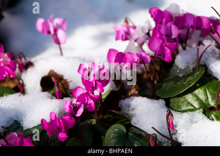 Nahaufnahme von rosa Cyclamen Coum im Schnee in Painswick Rokoko-Garten in Cotswolds Stockfoto