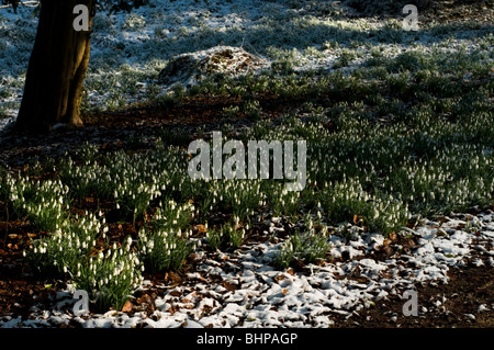 Schneeglöckchen im Wald in Painswick Rokoko Gardens im Schnee im Februar Stockfoto