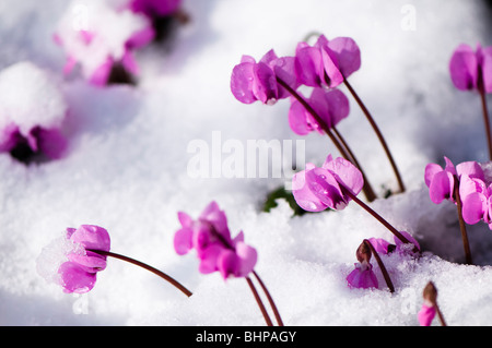 Nahaufnahme von rosa Cyclamen Coum im Schnee in Painswick Rokoko-Garten in Cotswolds Stockfoto