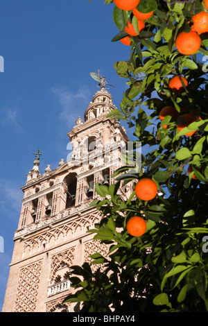 Die Giralda Turm gesehen durch Orangenbäume mit Orangen. In Sevilla (Sevilla) die Hauptstadt von Andalusien (Andalucía), Spanien. Stockfoto