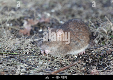 Braune Ratte, Rattus Norvegicus, einzige Ratte auf Boden, Staffordshire, Winter 2010 Stockfoto