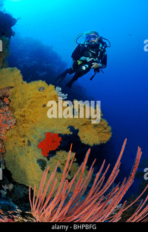 Scuba Diver bei bunte Korallenriff, Eel Garden außerhalb Menjangan Nationalpark, Bali Stockfoto