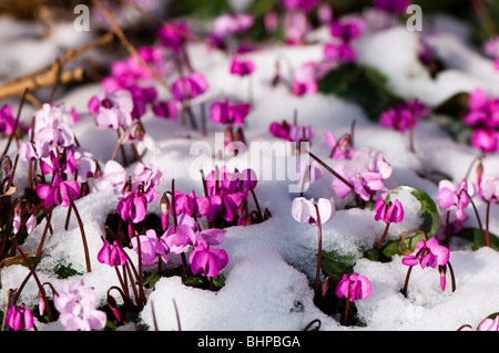 Nahaufnahme von rosa Cyclamen Coum im Schnee in Painswick Rokoko-Garten in Cotswolds Stockfoto