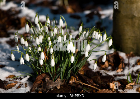 Schneeglöckchen, Galanthus Nivalis in Painswick Rokoko Gardens im Schnee im Februar Stockfoto