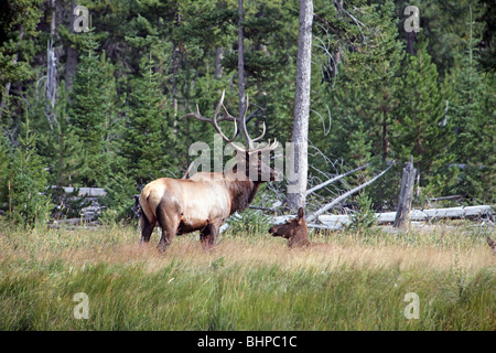 Bull Elk wacht über seine Herde Harem von Weibchen entlang Fluss und Wald im Yellowstone-Nationalpark, Wyoming. beobachten weiblich. Stockfoto