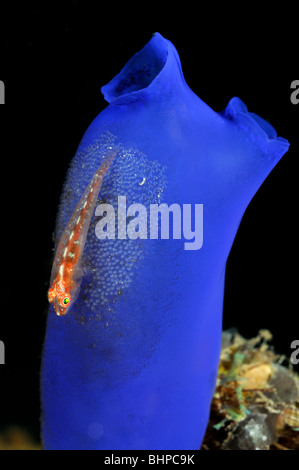 Pleurosicya Mossambica, Polycarpa SP., Toothy Grundel Eiablage auf Seescheide, Bali, Indonesien, Indo-Pazifik Stockfoto