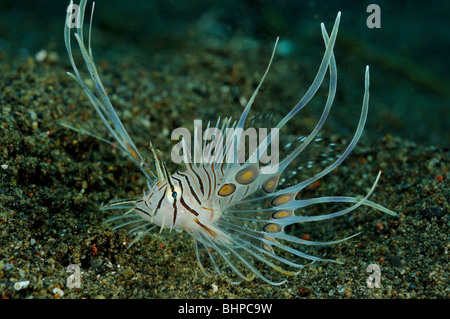 Pterois Volitans, juvenile gemeinsame Rotfeuerfische, rote Feuerfische, Desa Umeanyar, Purijati, Indo-Pazifischen Ozean, Bali, Indonesien Stockfoto
