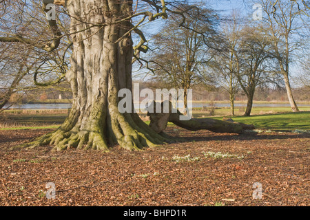 Parklandschaft in Kiplin Hall, North Yorkshire Stockfoto