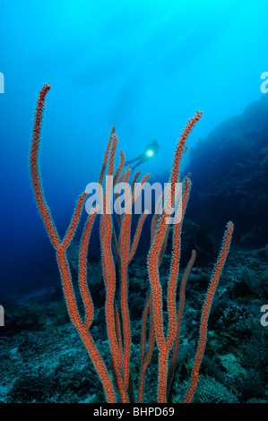 Taucher mit Rote Peitsche Korallen, Coral Garden, Nationalpark Insel Menjangan, Bali Stockfoto