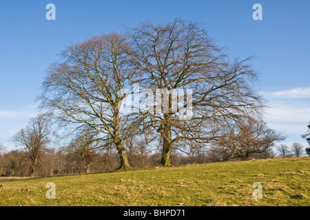 Parklandschaft in Kiplin Hall, North Yorkshire Stockfoto