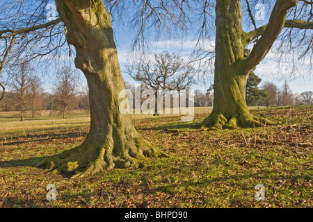 Parklandschaft in Kiplin Hall, North Yorkshire Stockfoto