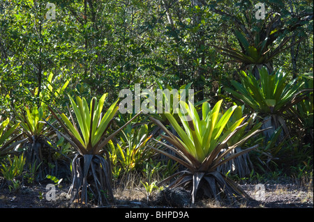 Riesigen Tank Bromelie (Brocchinia Micrantha) Lebensraum Regenwald Kaieteur Nationalpark Guayana Schild Guyana in Südamerika Oktober Stockfoto