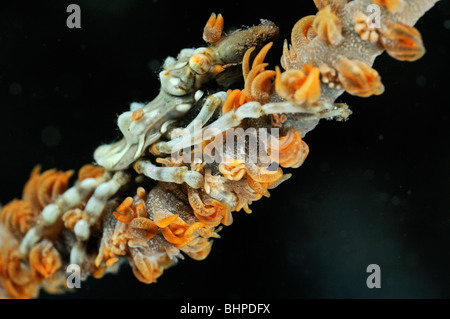 Krabben-Xenocarcinus Tuberculatus, Xeno-Krabbe, Xeno, Whip Coral Seespinnen auf schwarze Koralle, Alam Batu, Sim City, Bali Stockfoto