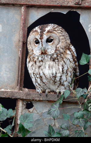 Tawny Eule, Strix Aluco, einziger Vogel in altes Eisen und Glasfenster gefangene Vogel in Gloucestershire, winter 2010 Stockfoto