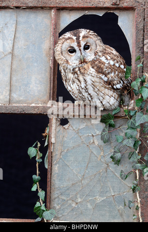 Tawny Eule, Strix Aluco, einziger Vogel in altes Eisen und Glasfenster gefangene Vogel in Gloucestershire, winter 2010 Stockfoto