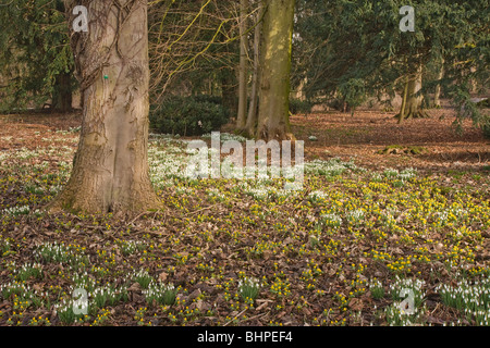 Wald in Kiplin Hall, North Yorkshire. Stockfoto