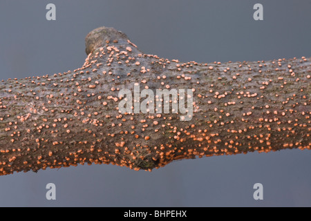 Korallen vor Ort Pilz (Nectria Cinnabarina) auf einem unbehandelten rustikalen Zaun wächst. Stockfoto