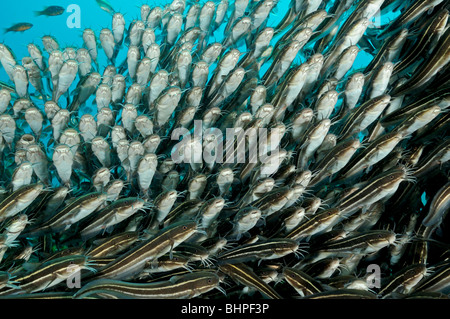 Plotosus Lineatus, Schule der gestreiften Aal Wels, Gilimanuk, Secret Bay, Indo-Pazifischen Ozean, Bali, Indonesien Stockfoto