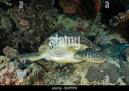 Chelonia Mydas, grüne Meeresschildkröte, Anker Wrack, Anchor Wrack, Nationalpark Insel Menjangan, Bali, Indonesien, Indo-Pazifik Stockfoto