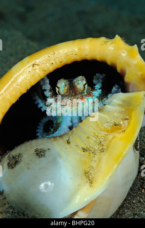 Octopus Marginatus, juvenile Veined Octopus, Coconut Octopus sitzend in Muschel, Purijati, Desa Umeanyar, Bali Stockfoto