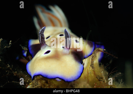 Risbecia Tryoni, Nacktschnecken, Bali, Indonesien, Indo-Pazifik Stockfoto