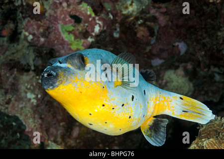 Arothron Nigropunctatus, Blackspotted Kugelfisch, Bali, Indonesien, Indo-Pazifik Stockfoto