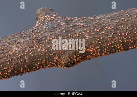 Korallen vor Ort Pilz (Nectria Cinnabarina) auf einem unbehandelten rustikalen Zaun wächst. Stockfoto