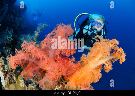 Dendronephthya SP., bunten Weichkorallen und Taucher, Eel Garden außerhalb, Menjangan Nationalpark, Bali Stockfoto