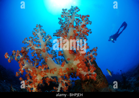 Dendronephthya Klunzingeri, Taucher mit bunten Korallenriffe und Weichkorallen, Alam Batu, Hausriff, Bali Stockfoto