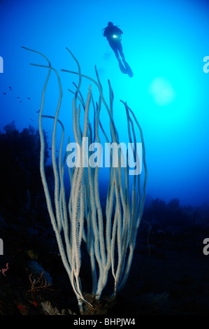 Ctenocella Cercidia, Ellisella Cercidia, Ellisella Ceratophyta, Taucher mit weißen Peitsche Korallen, Alam Batu, Hausriff, Bali Stockfoto