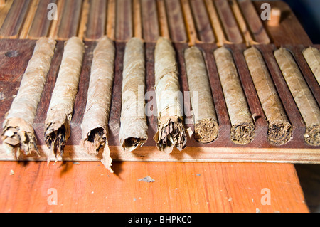 Detail der frische Hand gerollten Cigarren Qualität in der Produktion Rack in Nicaragua in Mittelamerika Stockfoto