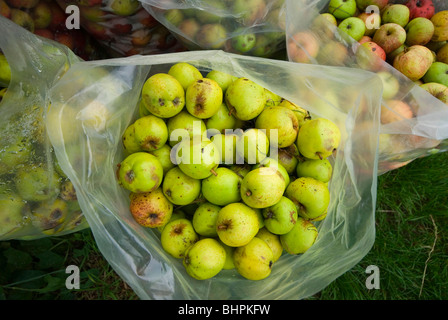 Mostäpfel eingesackt und zur Abholung bereit Stockfoto