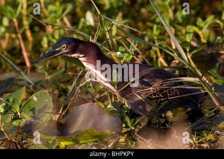 Grün Reiher, Butorides Virescens, Everglades Nationalpark Stockfoto