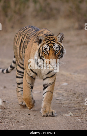 Ein Bengal Tiger zu Fuß auf den Dschungel Straße Morgen in Ranthambore Tiger Reserve, Indien. (Panthera Tigris) Stockfoto
