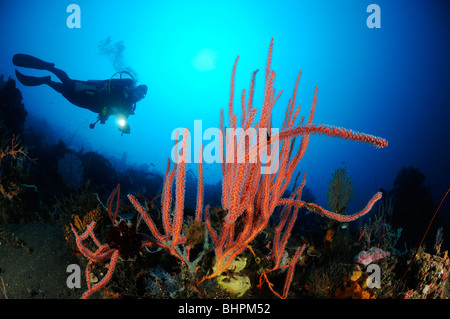 Ctenocella Cercidia, Ellisella Cercidia, Ellisella Ceratophyta, Taucher mit Rote Peitsche Korallen, Bali Stockfoto